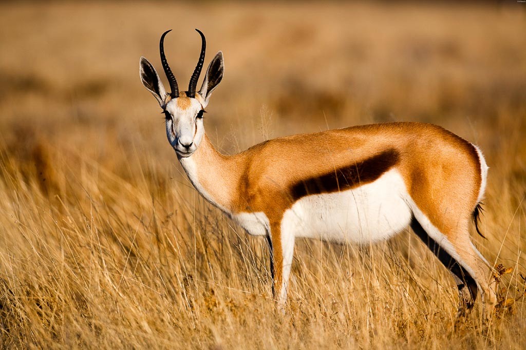 Springbok